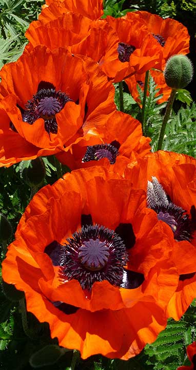 Poppies