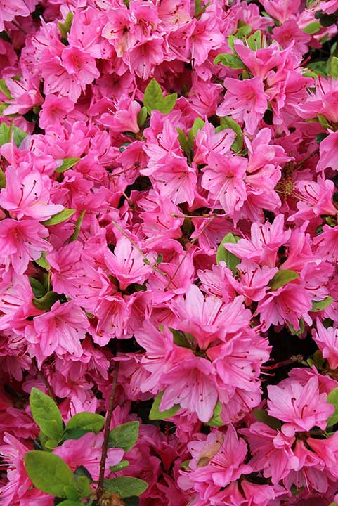 Azalea