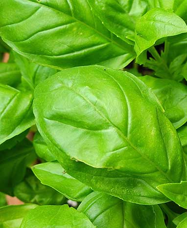 Basil