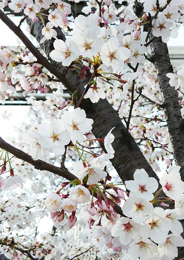 Flowering Tree