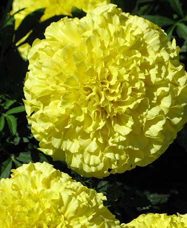 marigolds