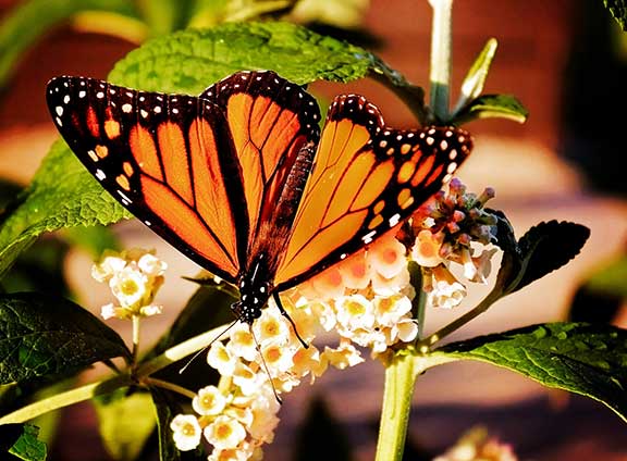 Butterfly Festival Colonial Gardens