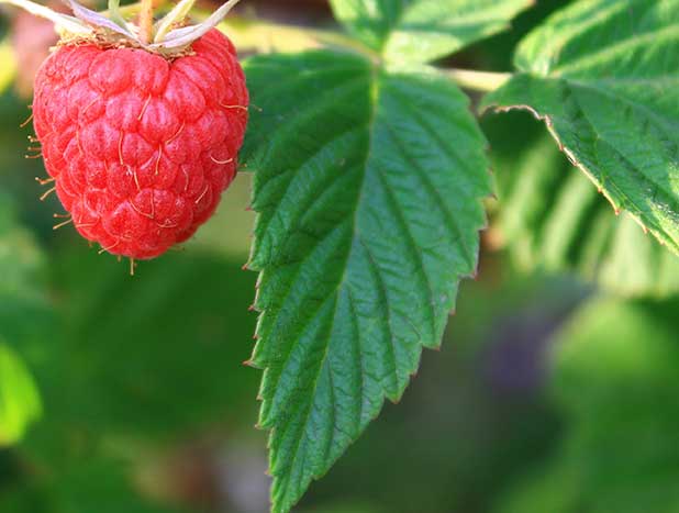 raspberry