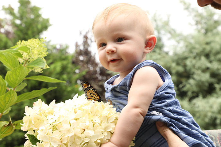 Butterfly festival