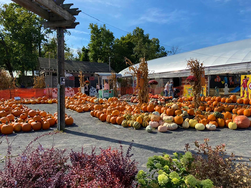 Pumpkinland Pumpkins