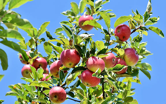 apple tree