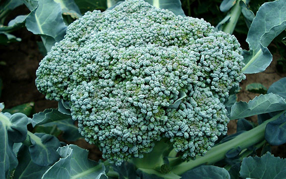 broccoli