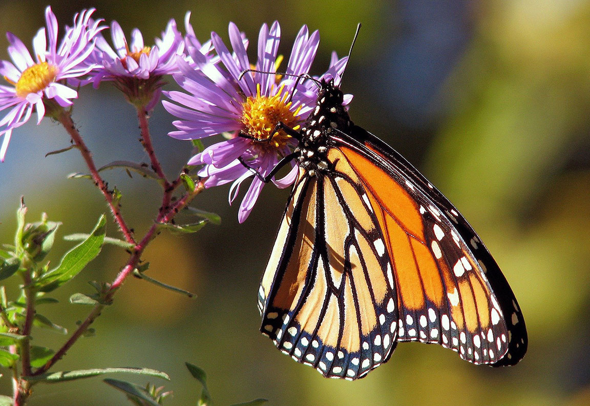 butterfly on flower