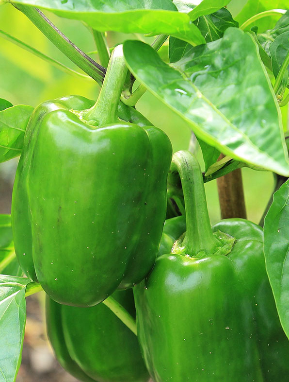 pepper plant