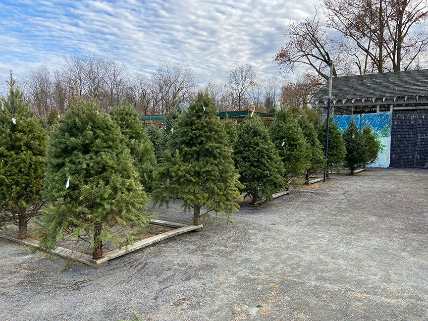 Christmas Tree Selection