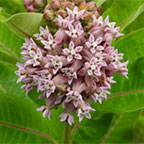 Asclepias