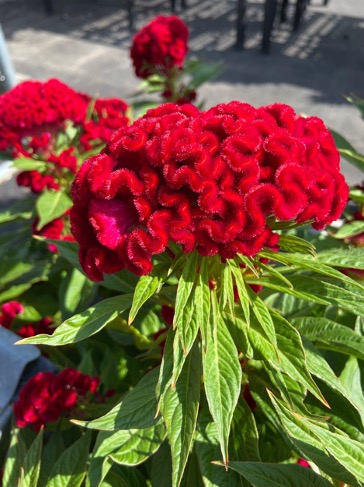 Celosia