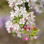 Crabapple tree