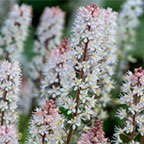 Foamflower