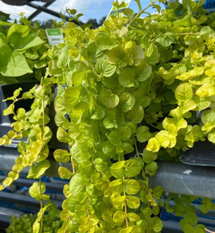 Creeping Jenny