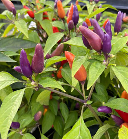 ornamental peppers