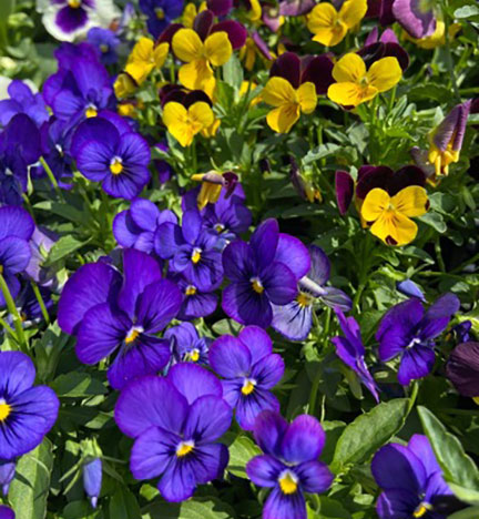 pansies