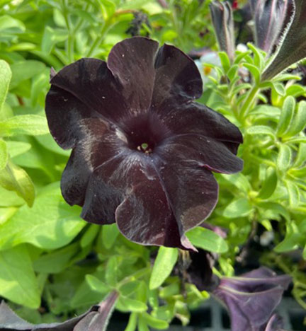 Petunias