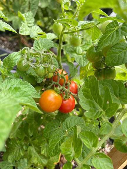 Cherry tomatoes