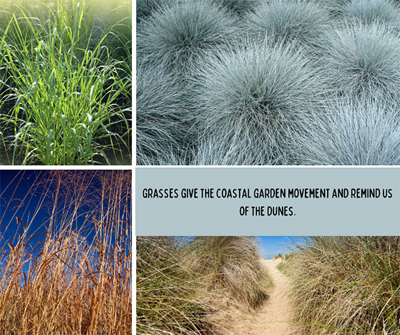 Coastal Garden Grasses