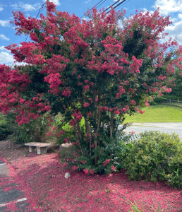 Crape Myrtle