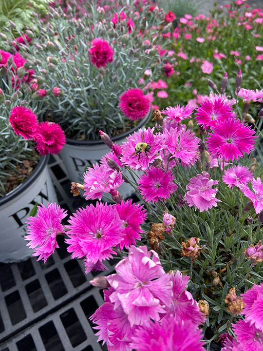 Dianthus Pinks