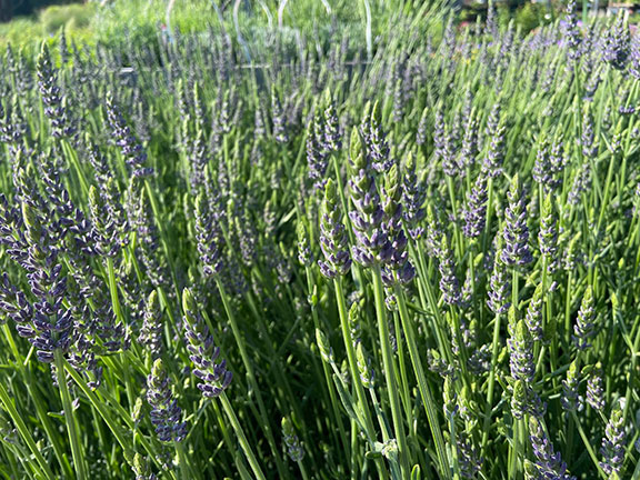 English Lavender