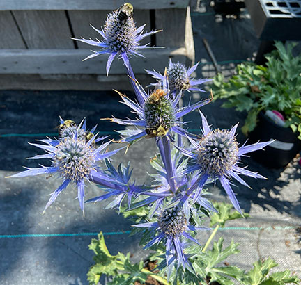 Eryngium