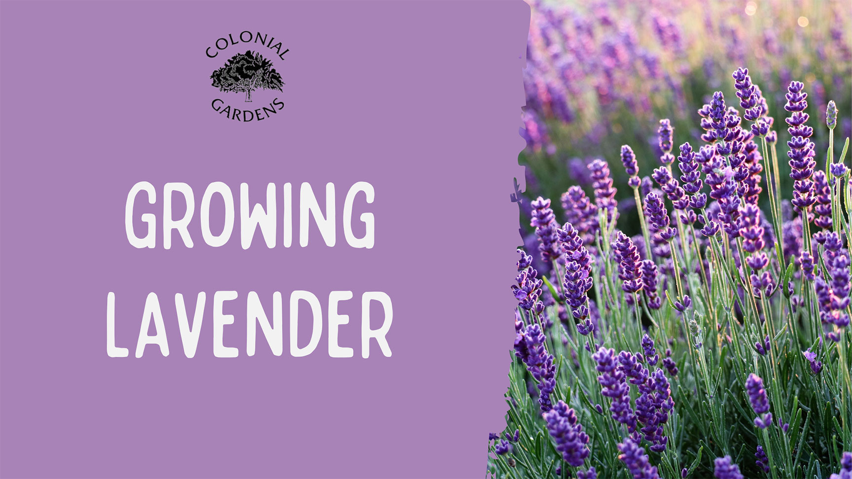 Growing Lavender