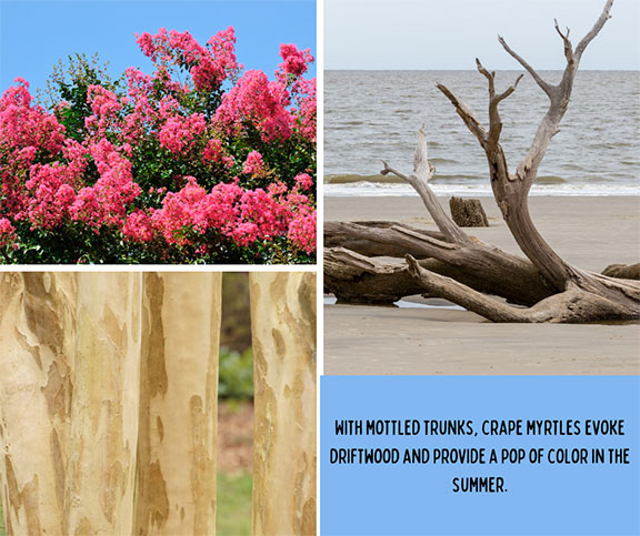 Inspired Coastal Crape Myrtle