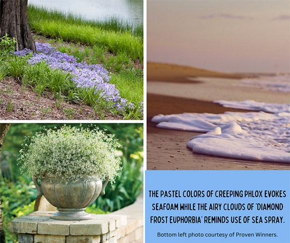 Inspired Coastal Seafoam - creeping Phlox