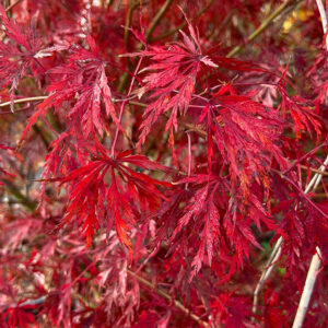 Japanese Maple