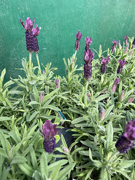 Spanish Lavender