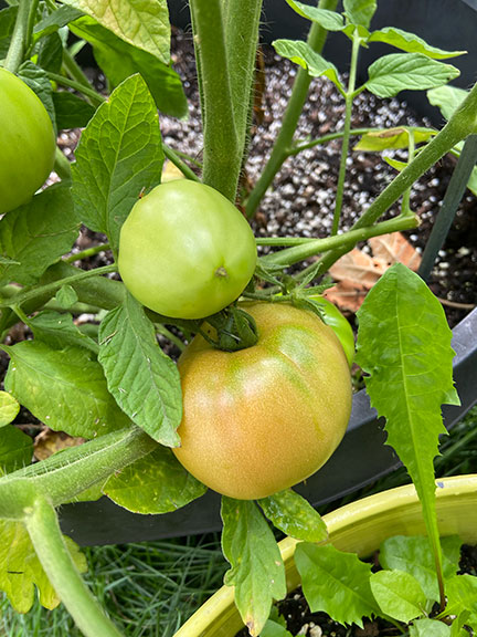 tomato ripening