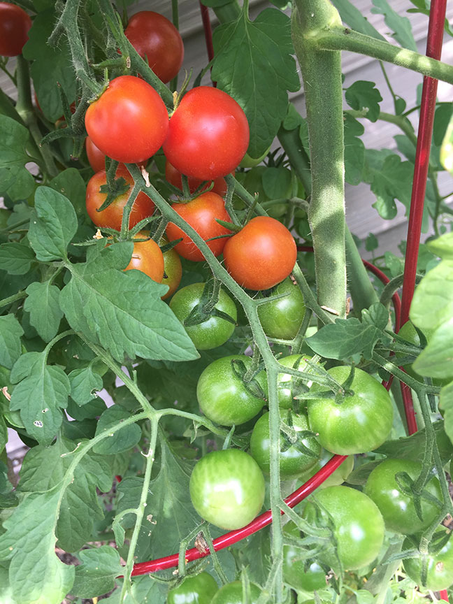 cherry tomatoes