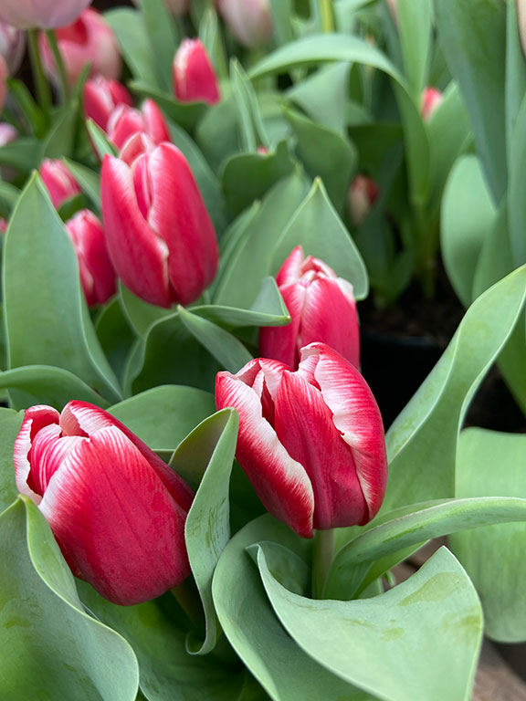 tulips