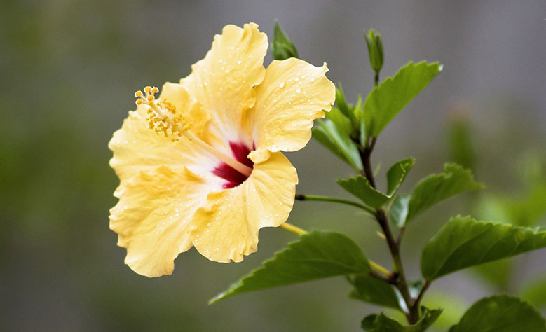 Yellow hibiscus