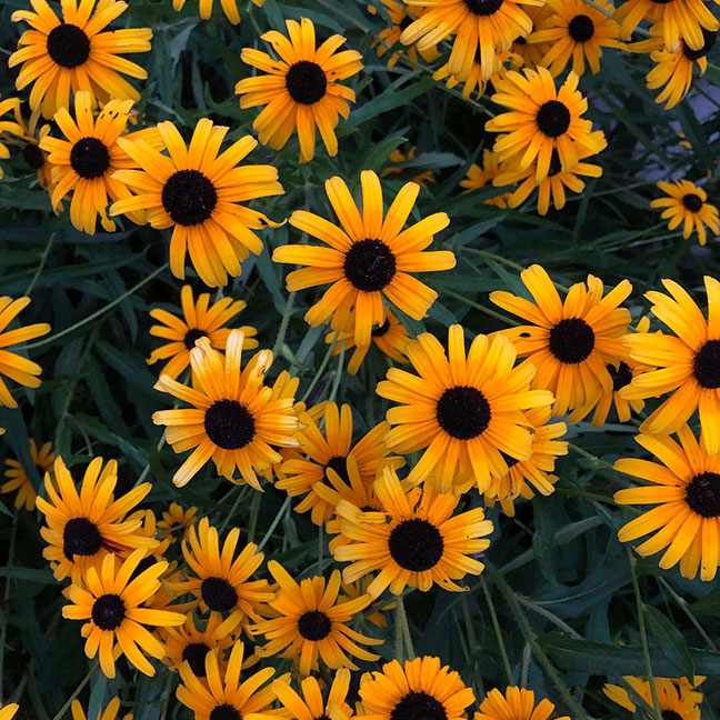 Black-Eyed Susan