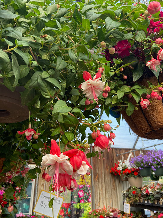 Fuchsia hanging basket