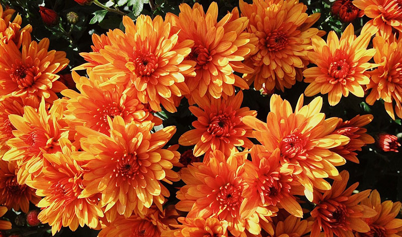 Orange mums