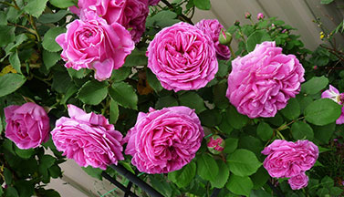 pink climbing roses