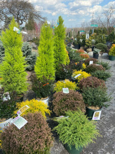 treee & shrub varieties