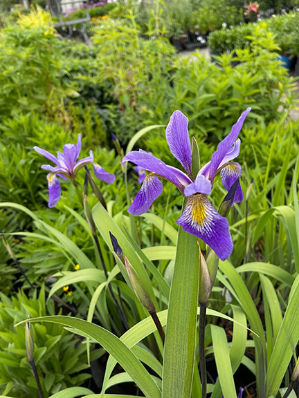 Blue Flag Iris