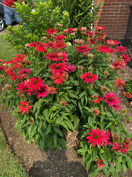 Coneflower Perennial