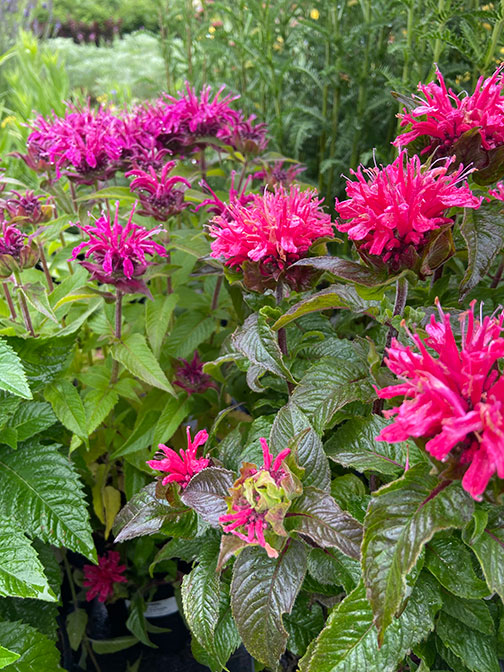 Beebalm