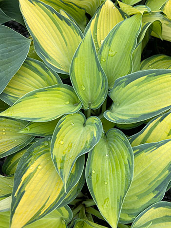 June Hosta