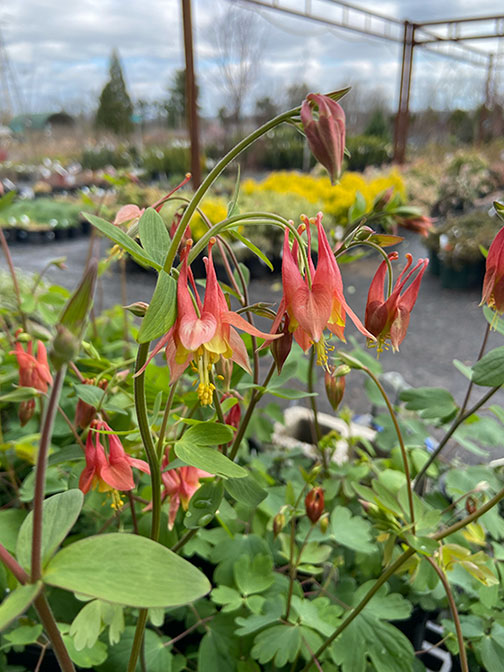 Columbine