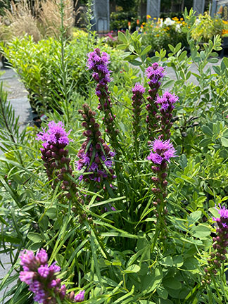 liatris