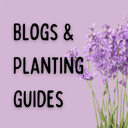 Blogs & Planting Guides