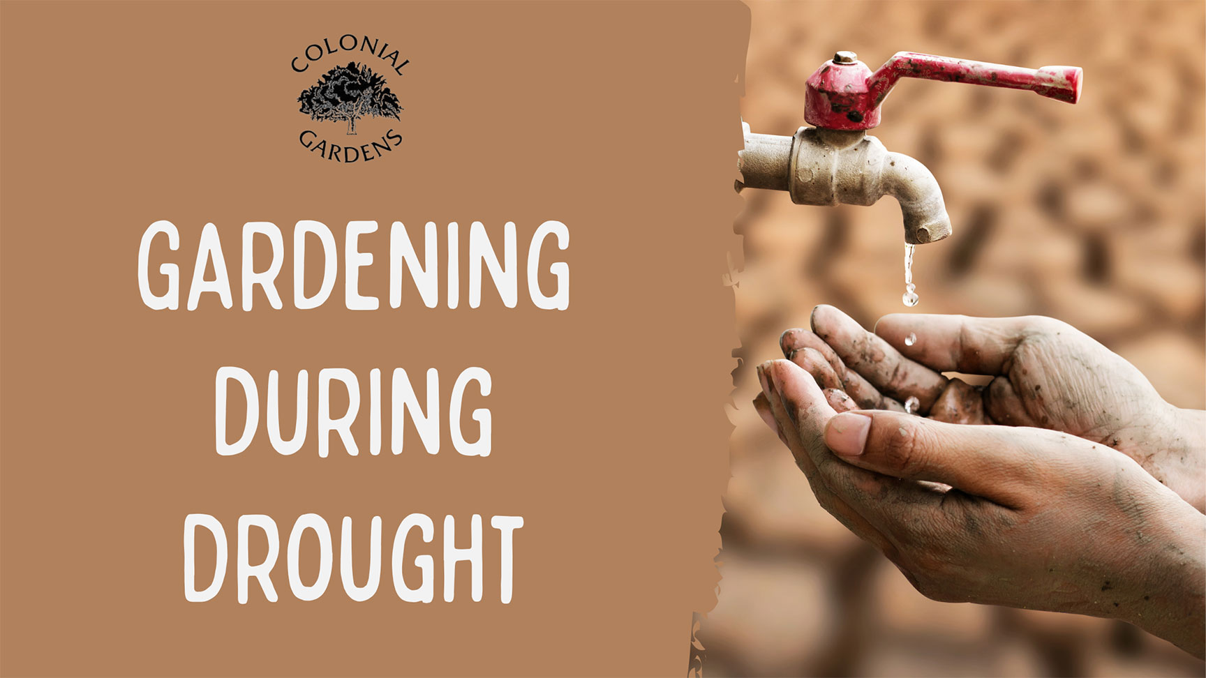 Gardening during drought